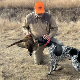Chief - German Shorthaired Pointer