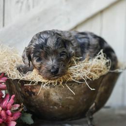 Starla - Merle female Cockapoo puppy in Seattle, Washington from Sweet Home Doodles