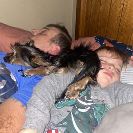 Yorkshire Terrier Puppies from Celestial Family Terriers (Yooper Yorkies)