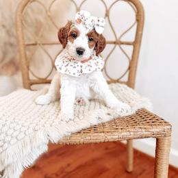 Dawn - Parti female Goldendoodle puppy in Chesapeake, Virginia from Buck's Pups