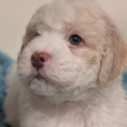 Tosca - White female Lagotto Romagnolo puppy in Coos Bay, Oregon from Royal and Loyal Lagotto Romagnolo