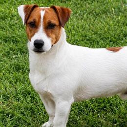 Soul Man - Jack Russell Terrier