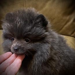Blake - Blue male Pomeranian puppy in Delta Junction, Alaska from Princess’s Poms