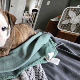 Bulldog Puppies from Magill's Bulldogs