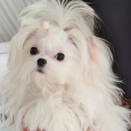 Cavapoo, Maltese, and Maltipoo Puppies from Carolina Canines