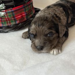 Dasher - Merle female Cockapoo puppy in Bronson, Florida from Tabler Family Puppies