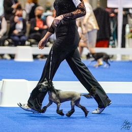 Chinese Cresteds and Yorkshire Terriers from FronkLinn Kennel