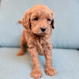 Betty - Apricot female Goldendoodle puppy in Twin Falls, Idaho from Magic Valley Family Doodles