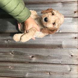 Cali - Australian Labradoodle