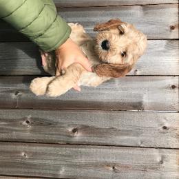 Cali - Australian Labradoodle