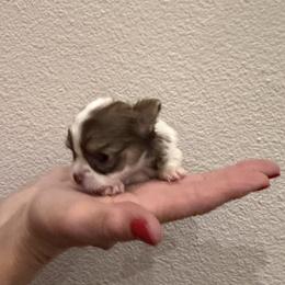 8500k - XX small - Dolly - Chocolate and white female Chihuahua puppy in Burleson, Texas from Tiny Diiamond Chihuahua