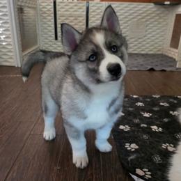 3 Copper - Agouti and white female Siberian Husky puppy in Dane, Wisconsin from Sunny Hurricane Siberians