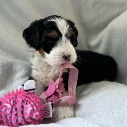 Lady Daphne - Tri-color female Bernedoodle puppy in Forsyth, Illinois from Birdies Mini Bernedoodles