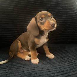 Girl 2 - Chocolate and tan female Dachshund puppy in Los Angeles, California from Sensational Sausages