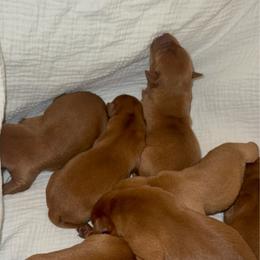 Girl 1 - Yellow female Labrador Retriever puppy in Wardensville, West Virginia from Sager’s Labrador Puppies