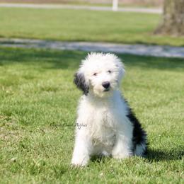 Etta - Black and white female Sheepadoodle puppy in Lowry City, Missouri from Cooper Creek Puppies