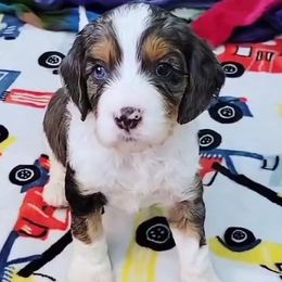 Cavapoo Puppies from Southwest Cavapoos