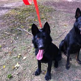 German Shepherd Puppies from Lost Creek German Shepherds LLC