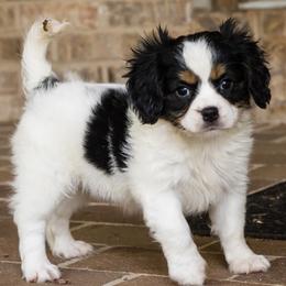 Rumor (Cavalon) - White female Companion Cross puppy in Boardman, Ohio from Taliaferro Kennel