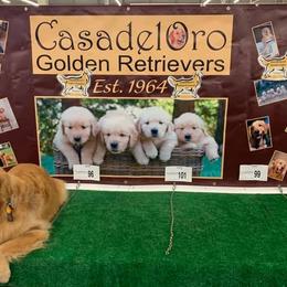 Golden Retrievers from Casadeloro Retrievers