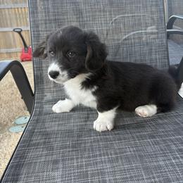 Midnight - Black and white female American Corgi puppy in Temple, Texas from Silver Moon Cardigan Corgis