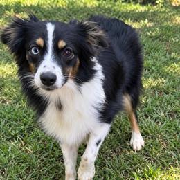 Dakota - Black tri female Toy Australian Shepherd puppy in Union Grove, North Carolina from Grove Farm