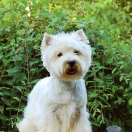 Pixel - West Highland White Terrier