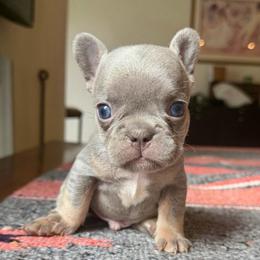 Prescott blue collar - Blue male French Bulldog puppy in Cordes Lakes, Arizona from Puppy Love AZ