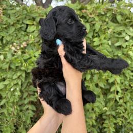 Bernedoodle and Whoodle Puppies from Gilbert Bernedoodles & Whoodles