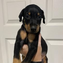 Dachshund and Doberman Pinscher Puppies from Texas Mini Dachshunds & Dobermans