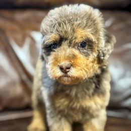 Cinnamon Toast Crunch - Chocolate merle male Bernedoodle puppy in Rose Hill, North Carolina from Red Door Canines