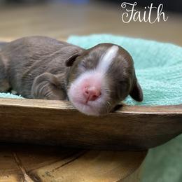 Faith - Tri-color female Bernedoodle puppy in Henry, Illinois from Rowe Farms Doodles