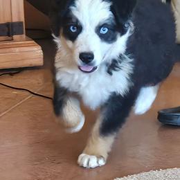 Little Debbie - Black tri female Miniature Australian Shepherd puppy in Kingman, Arizona from Waggin Bow Mini Aussies