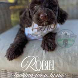 Robin - Chocolate female Goldendoodle puppy in Cleveland, Tennessee from Liberty Creek Farms