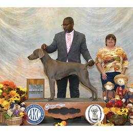 Sascha - Weimaraner