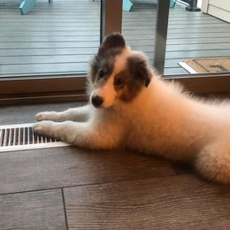 Collie Puppies from High Altitude Collies