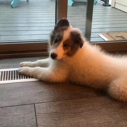 Collie Puppies from High Altitude Collies