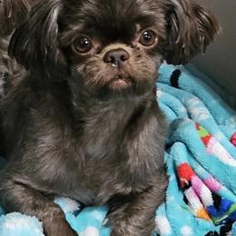 Goodie - Chocolate female Shih Tzu puppy in Oakville, Washington from Garrard Creek Shih Tzus