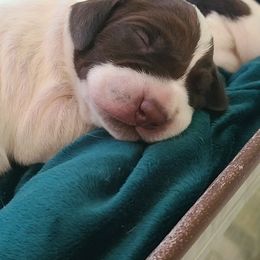 German Shorthaired Pointer Puppies from Legends German Shorthaired Pointers