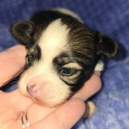 Stevie - Red white and sable female Papillon puppy in Hollister, Missouri from Swan Creek Kennel