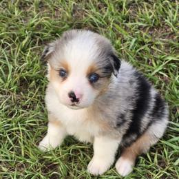 Girl 4 - Blue merle female Australian Shepherd puppy in Lakeland, Florida from Diamond P Australian Shepherds