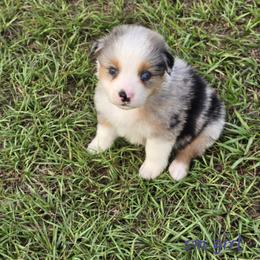 Girl 4 - Blue merle female Australian Shepherd puppy in Lakeland, Florida from Diamond P Australian Shepherds