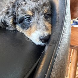 Mo - Blue merle male Aussiedoodle puppy in Lowville, New York from Adirondack Labradoodles