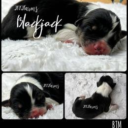 1 Blackjack, BTM - Black tri-color male Australian Shepherd puppy in Huntington, Texas from JKKJ Farms, LLC