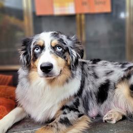 Paisely - Miniature Australian Shepherd