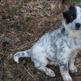 Australian Cattle Dog Puppies from RnB Cattle Dogs