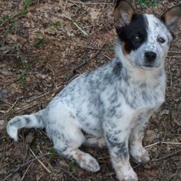 Australian Cattle Dog Puppies from RnB Cattle Dogs
