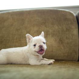 French Bulldog Puppies from Christine's French Bulldogs