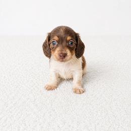 Dapple piebald girl - Piebald female Dachshund puppy in Wahiawa, Hawaii from Versatile Ohana