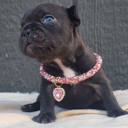 Yellow Collar - Brindle and white female French Bulldog puppy in Puyallup, Washington from Ohana Bulldogs PNW